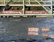 Fotografia: Niemieckie ryby rozumieją ludzi, bo uczą się czytać!